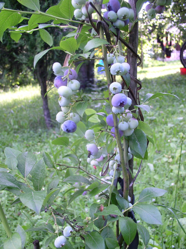 Borówki amerykańskie prosto z krzaczka są pyszne.