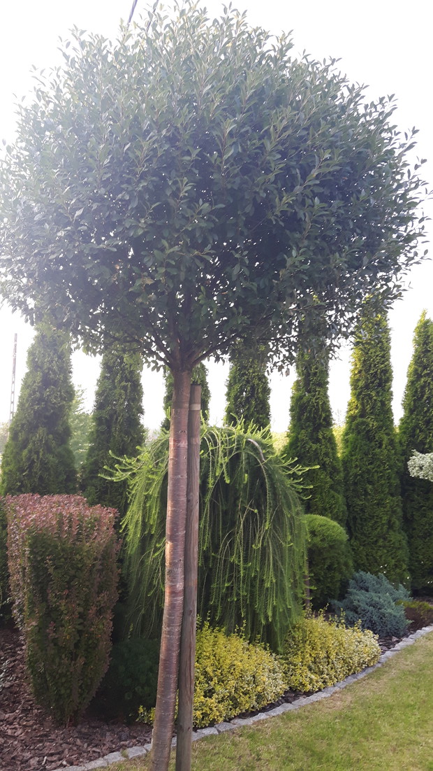 Bramę wjazdową na posesję zdobią dwa drzewka wiśni osobliwej "Umbraculifera".