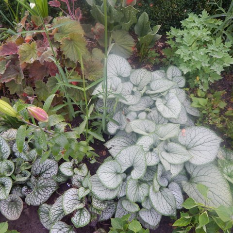 Brunera w towarzystwie żurawki