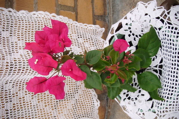 Bungewilla w koronkowych serwetuszkach