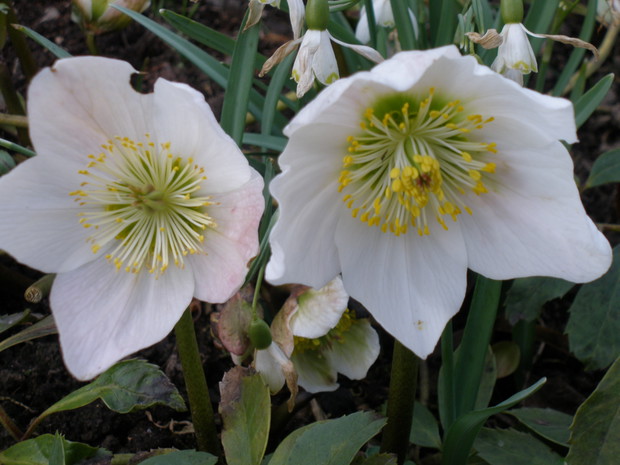 Ciemiernik biały w  przedwczesnym wiosennym ogrodzie, kwitnie nawet gdy śnieg jeszcze leży.
