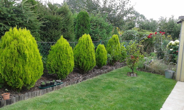 Cisną się Ciski korą wyścielone.