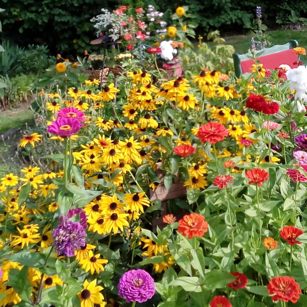 Cynie w objęciach rudbekii