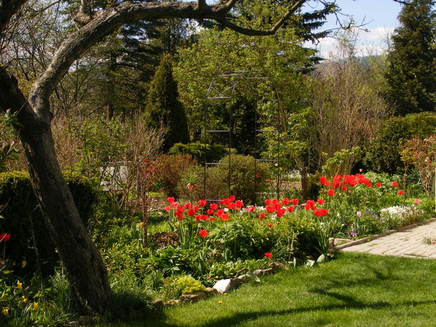 Czerwone tulipany,których z każdym rokiem przybywa.