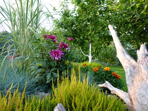 Dalia w towarzystwie wrzosów i traw.