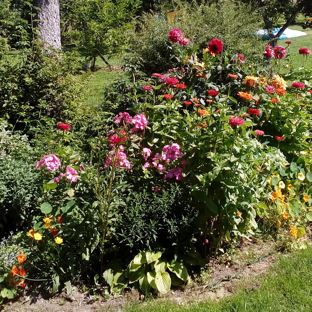 Dalie, cynie i pachnące floksy - wspaniały koloryt lata