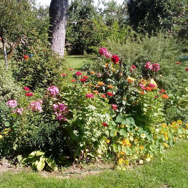 Dalie, cynie, nasturcje i pachnące floksy to wspaniały koloryt lata