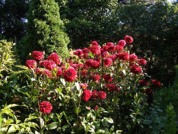 Dalie ozdabiają ogród aż do przymrozków.