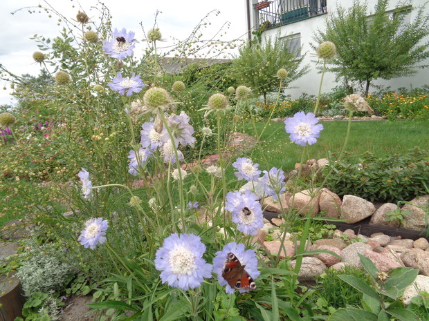 Drakiew wabi wiele owadów. 