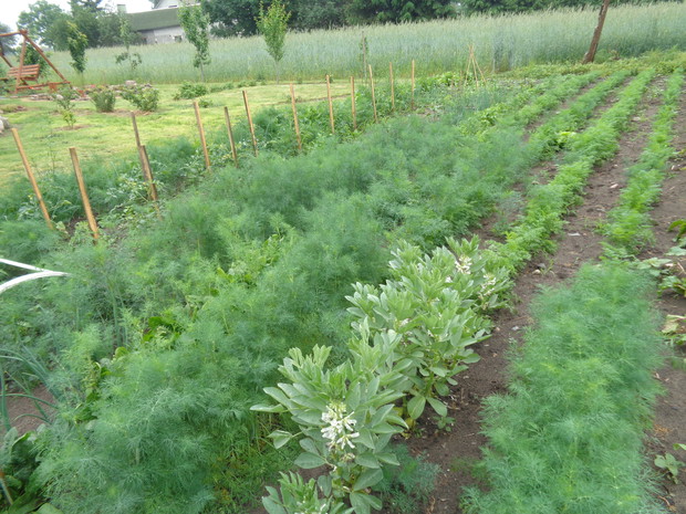 Duży zachwyt domowników budzi warzywniak .