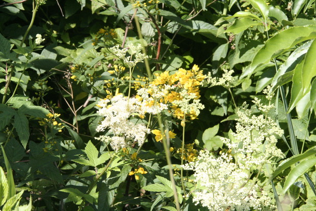 Dziko rosnące rośliny  wkomponowane w ramy nowego ogrodu 