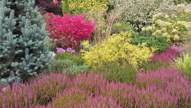 Fragment wrzosowiska.