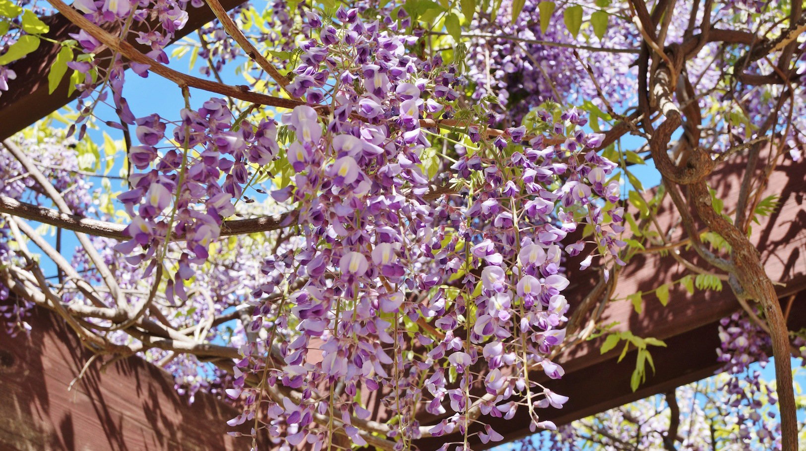 Glicynia Wisteria (zdj.: Fotolia.com)