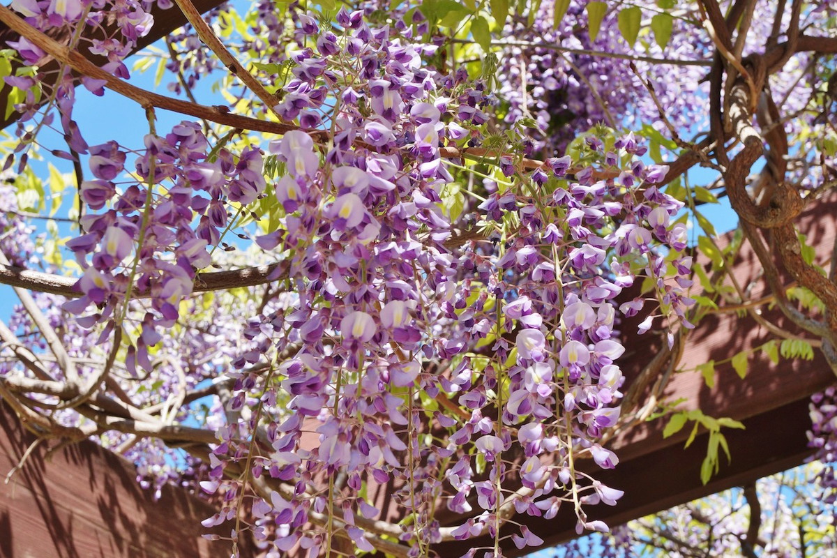 Glicynia Wisteria (zdj.: Fotolia.com)