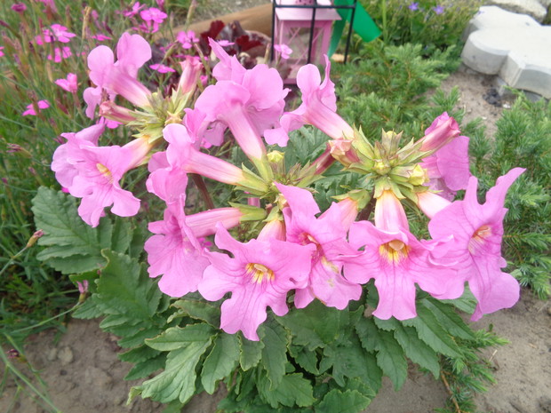 Gloksynia urzeka wspaniałymi kwiatami.