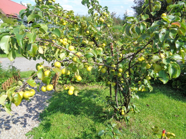 Grusza azjatycka pięknie obrodziła.