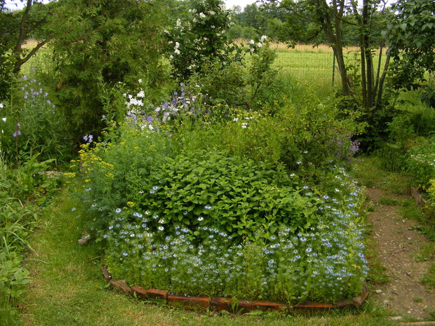 Grządka z ziołami.