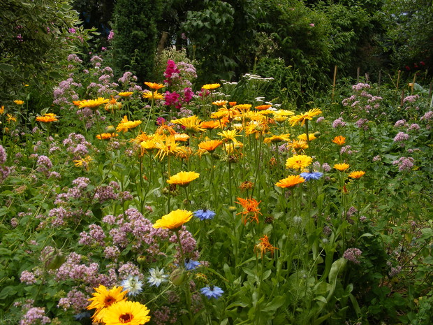 Grządka ziołowa,uwielbiana przez pszczoły