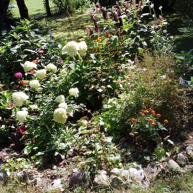 Hortensja w cieniu jabłoni