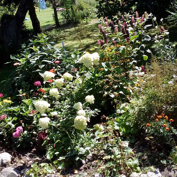 Hortensja w cieniu jabłoni