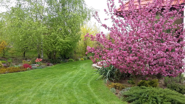 Jabłoń „Makowiecki” jak wielki różowy obłok.