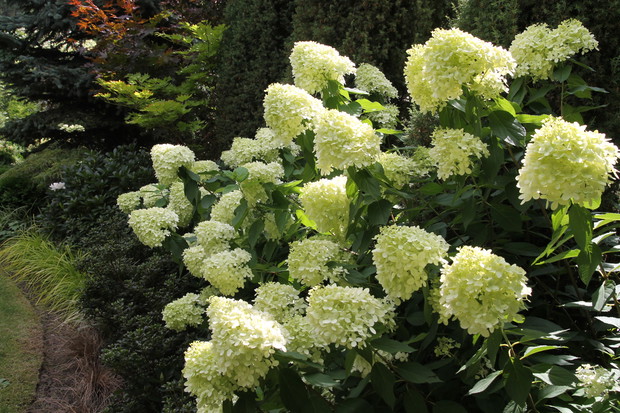 Jak co roku hortensje nie zawiodły.