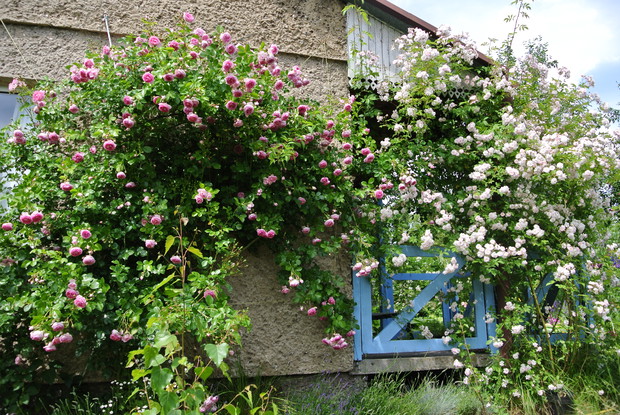 Jasmina "rzucona" na ścianę altanki