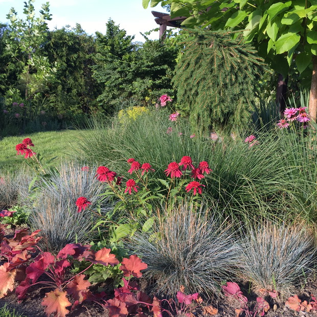 Jeżówki to nasze ulubione byliny, tutaj w towarzystwie traw.