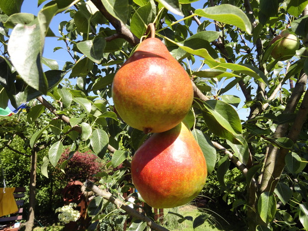 Już wkrótce trafią na stół...