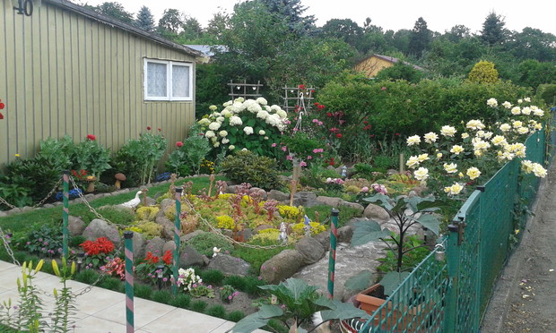 Kaktusowy skalniaczek w towarzystwie róż i hortensji.