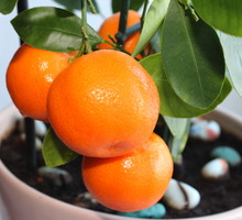 Kalamondynka Citrofortunella (zdj.: Fotolia.com)