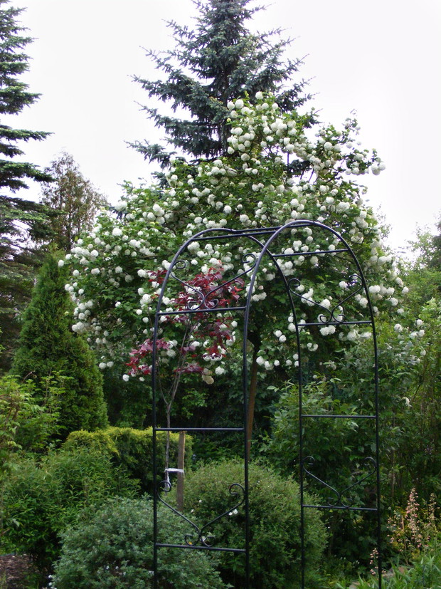 Kalina koralowa obsypana kwiatami