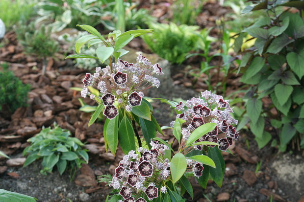 Kalmie w  pięciu odmianach miłym akcentem na  wiosnę 