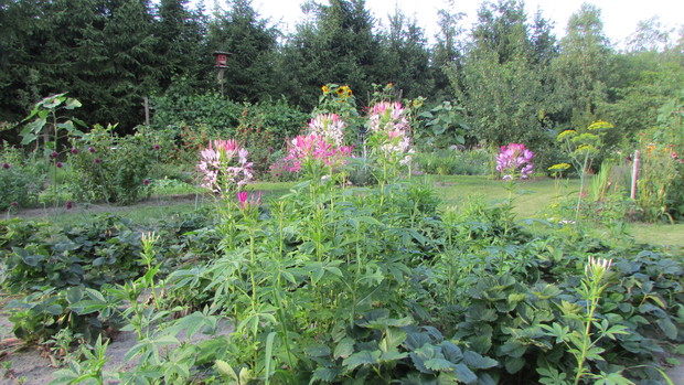 Kleome ciernista - roślina jednoroczna o egzotycznym wyglądzie 