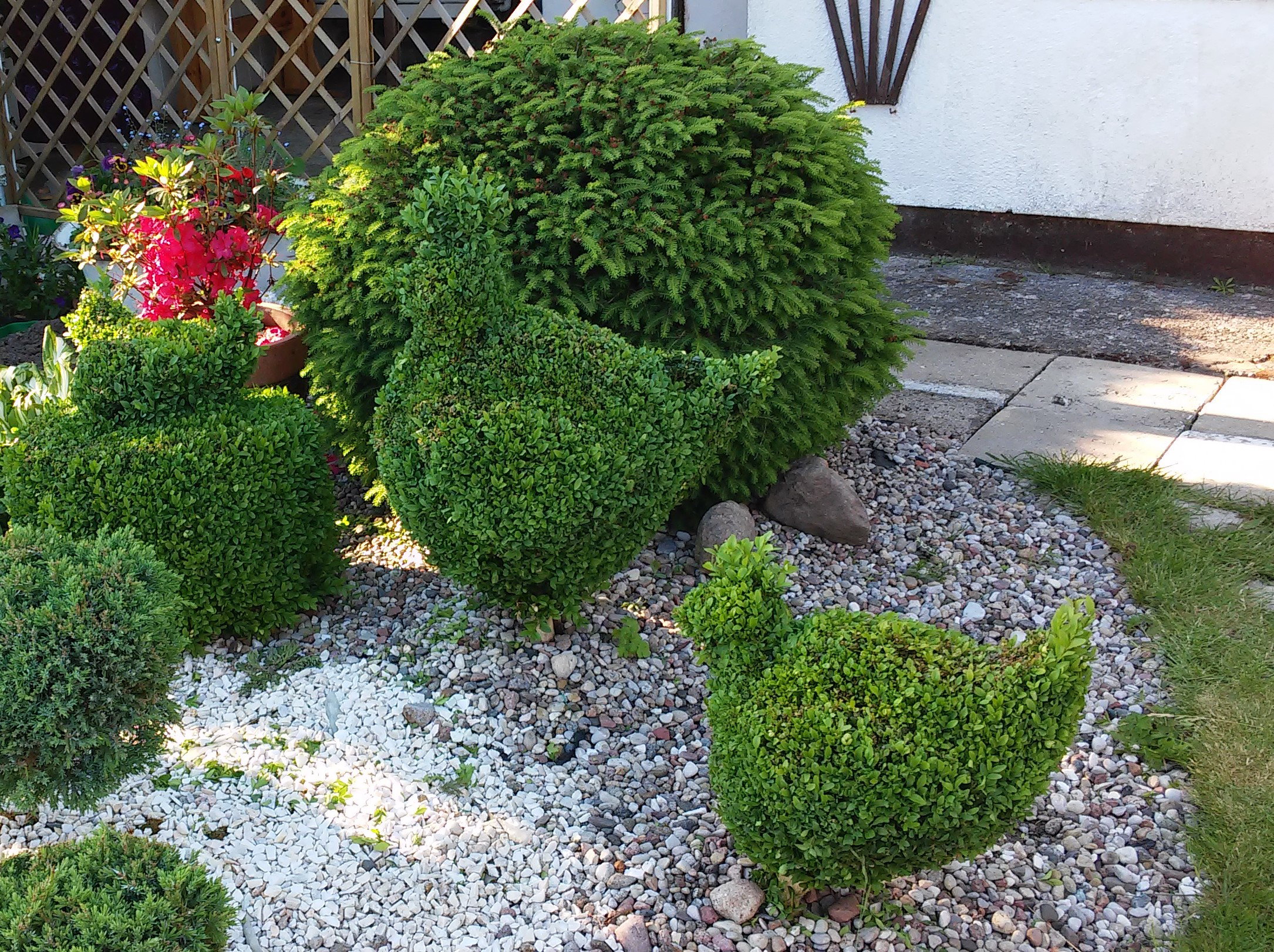 kogucik i kurka-rzeźby z bukszpanów to standard na mojej działce