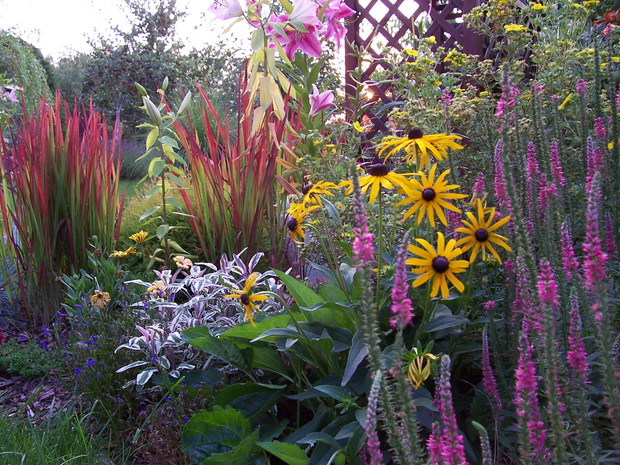 Kolorowa rabata z szałwią i trawą Red Baron.