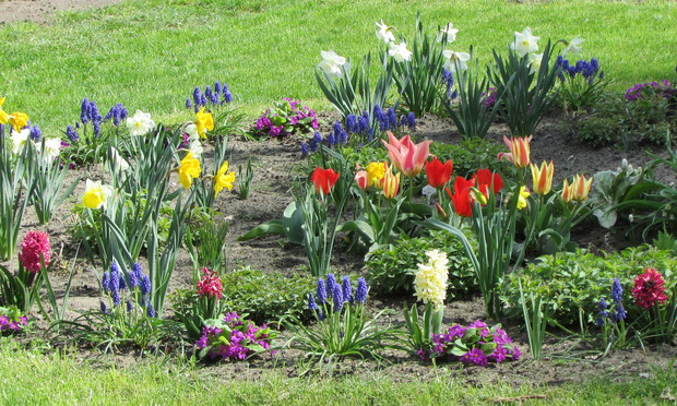 Kolorowa, wiosenna rabata z roślinami cebulowymi