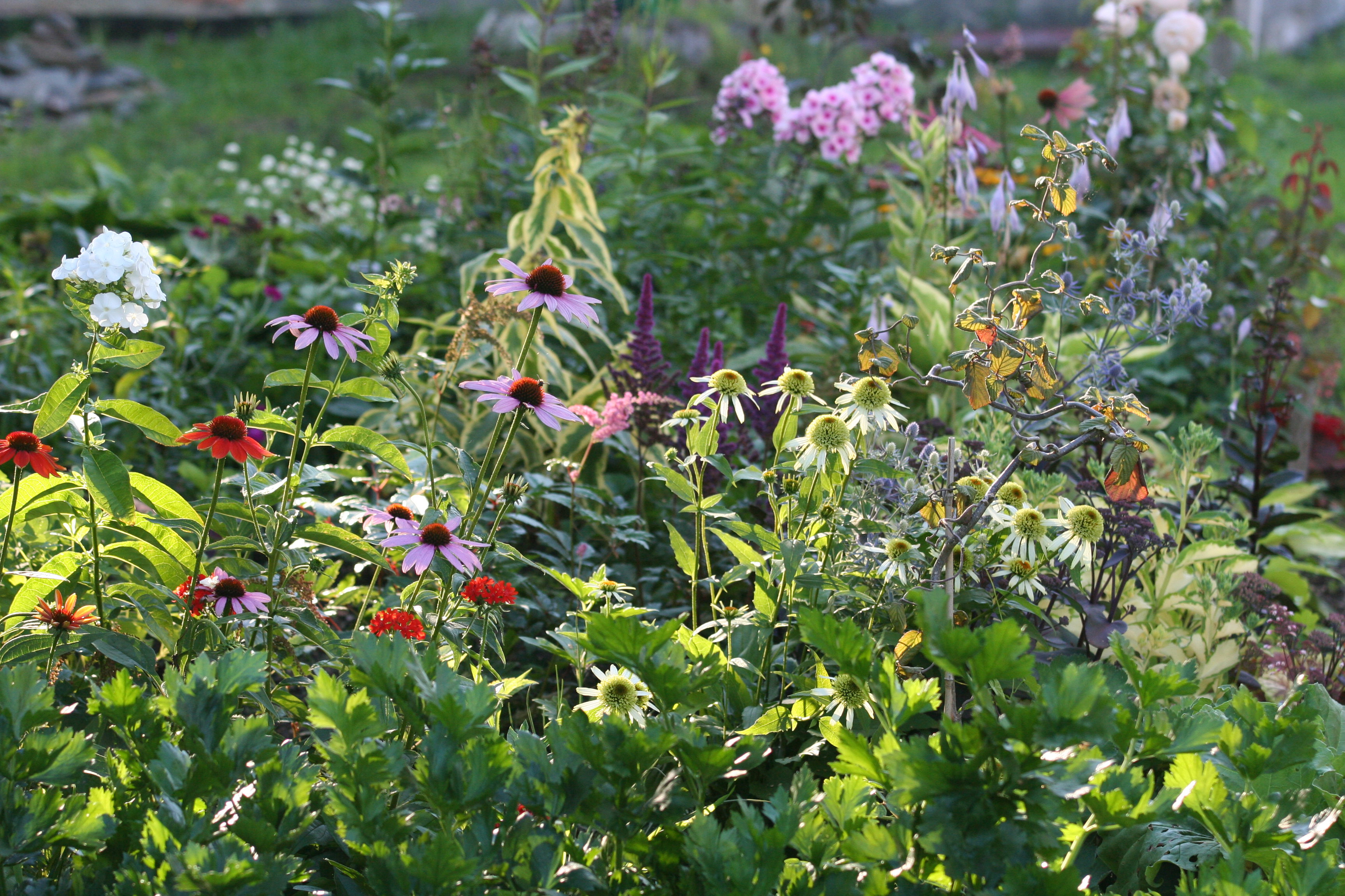 Kolorowy zawrót głowy 