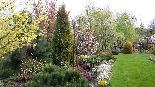 Kolory wiosny. Na pierwszym planie kwitnący klon jesionolistny „Kelly’s  Gold”.