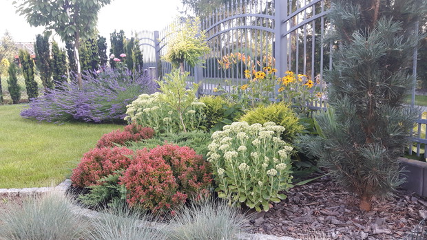 Kolumnowa sosna pospolita "Fastigiata" w towarzystwie roślin towarzyszących.
