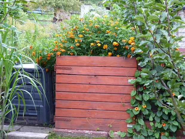 Kompostownik.W komorze z przerobionym kompostem rosną aksamitki.