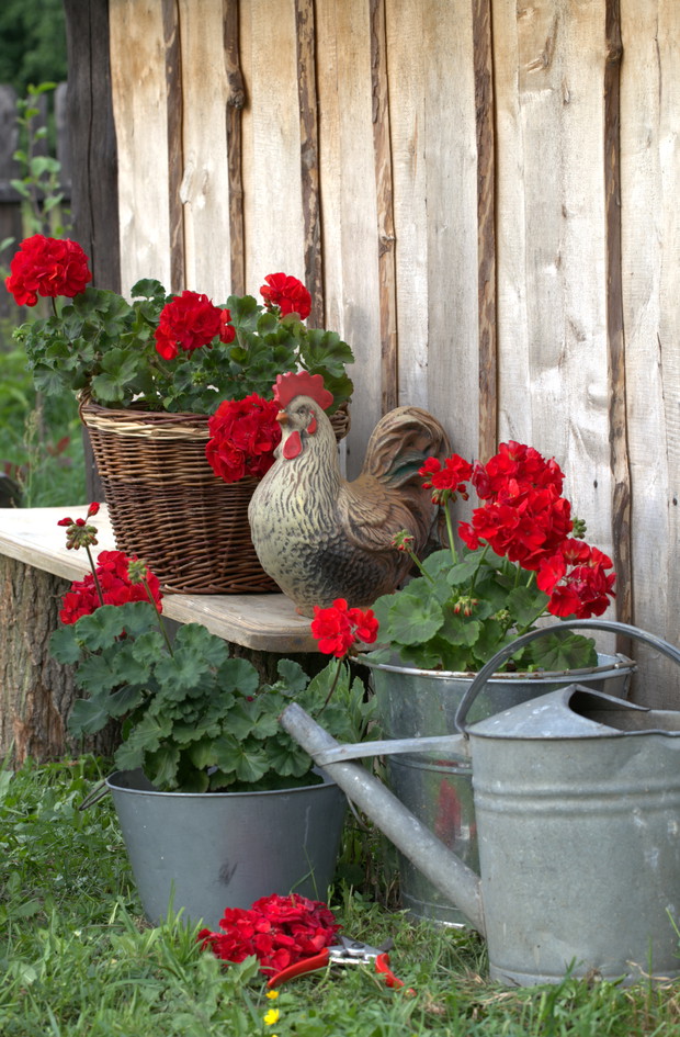 Kompozycja z pelargoniami i kogutem przy domku ogrodnika