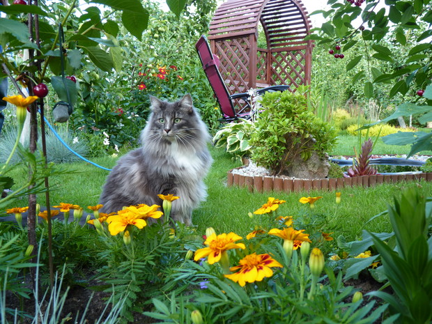 Kot Gustaw przy oczu wodnym.