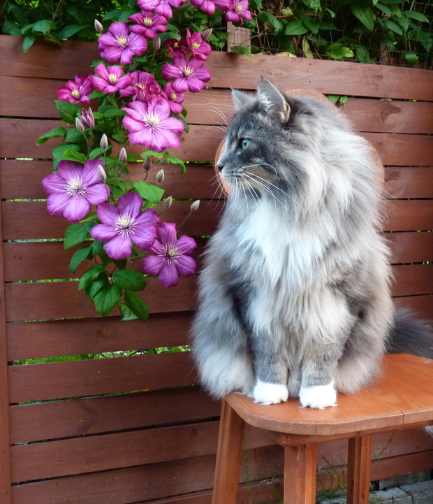 Kot Gustaw przy powojniku.