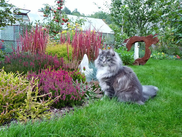 Kot Gustaw przy wrzosowej rabacie.