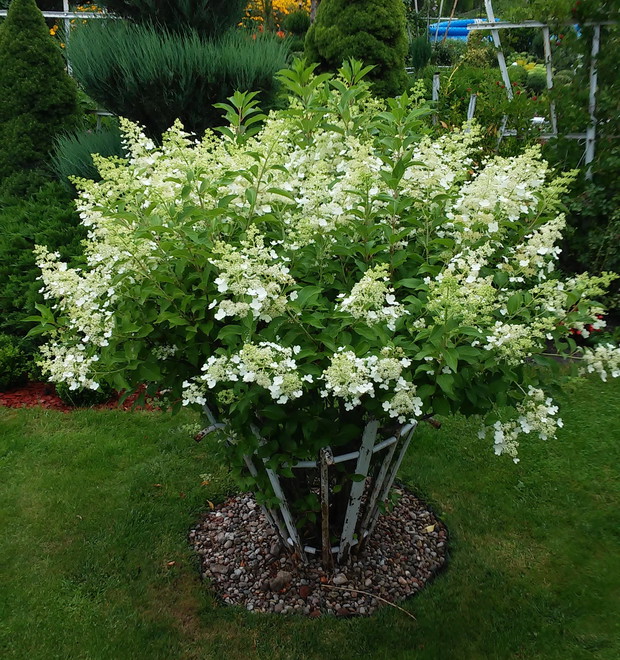 królowa mojej działki- hortensja bukietowa, która osiąga wysokość i średnicę około 2 metrów