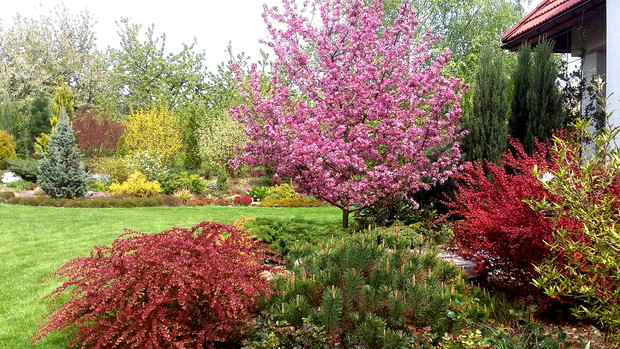 Królowa wiosennej rabaty – jabłoń ozdobna „ Makowiecki”.