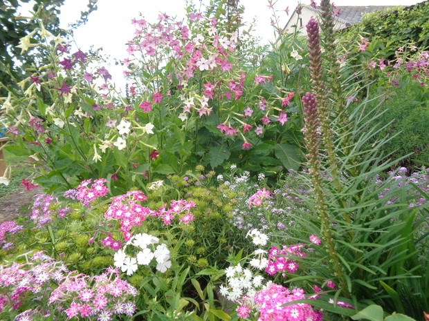 Kwiaty jednoroczne wspaniale uzupełniają się z bylinami. 