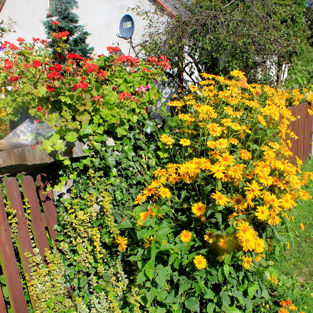 Kwietnik zrobiony na pniu.