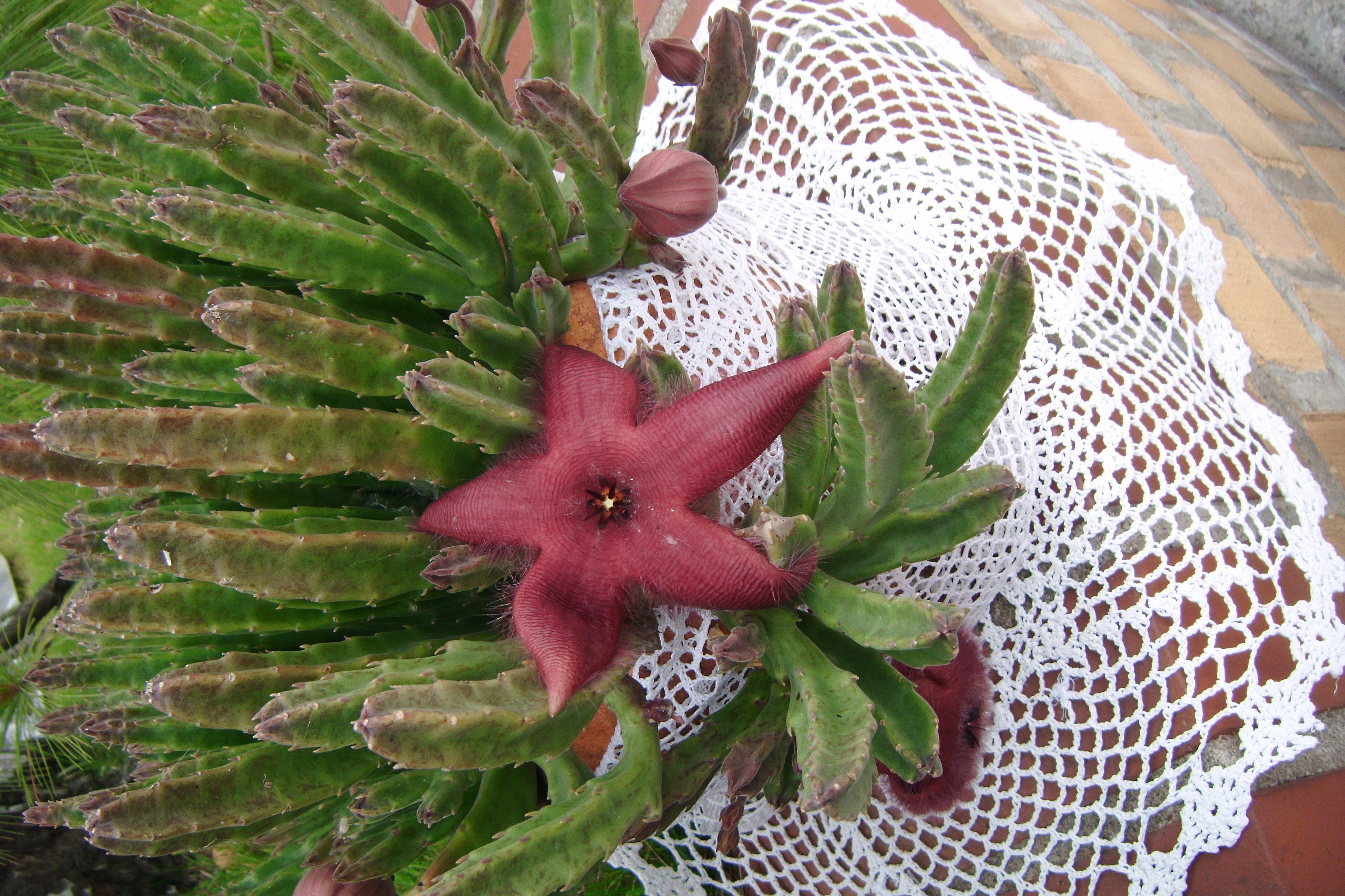 Kwitnąca Stapelia w koronkach